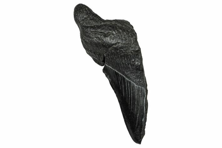 Partial Fossil Megalodon Tooth - South Carolina #356887